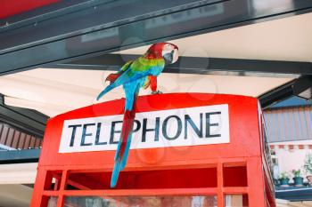 Parrot on phone booth in a cafe. City of Antalya, Konyaalti Turkey