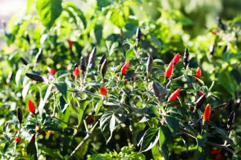 Red hot chili peppers growing on bushes