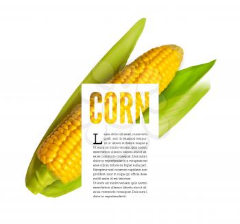 Realistic corn ear isolated on white with text block. Vector illustration