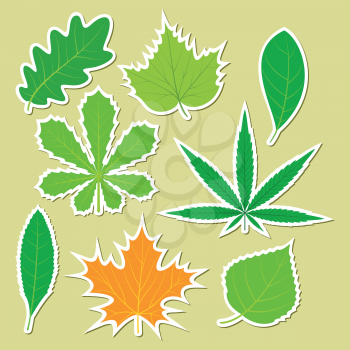 Leaves of different plants