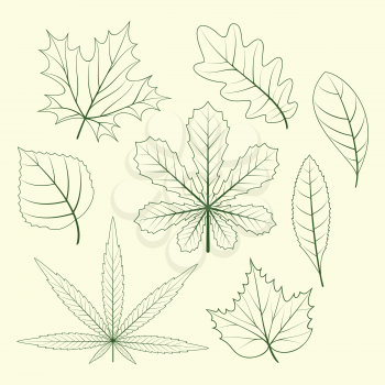 Leaves of plants. Contours