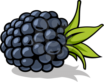 Vector illustration of fresh, ripe blackberry with green leaves isolated on white