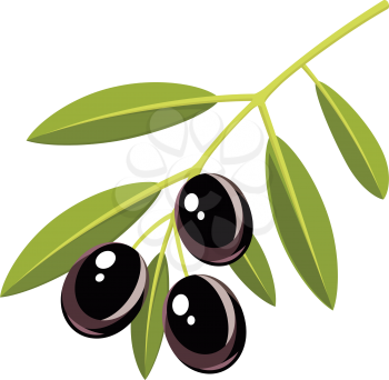 Branch of black olives with leaves, vector illustration