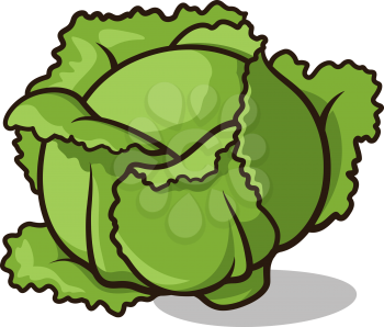 Vector illustration of a head of cabbage isolated on white