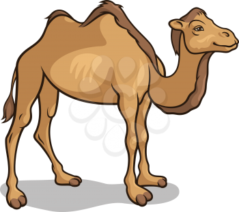 Cartoon camel isolated on white, vector illustration