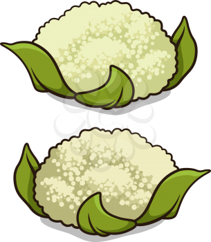 Vector illustration of cauliflower isolated on white