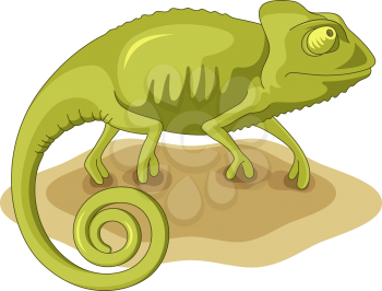 Green chameleon isolated on white. This vector illustration can be used as a print on T-shirts or other uses