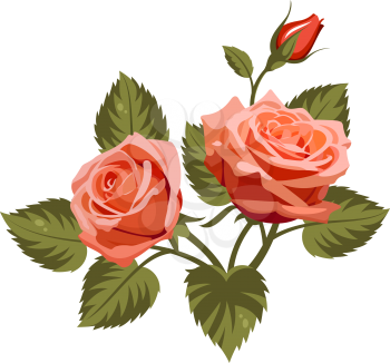 Vector illustration of red roses isolated on white background. Use for fabric design, pattern fills and decorating greeting cards, invitations