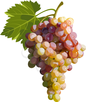 Vector illustration of a bunch of grapes