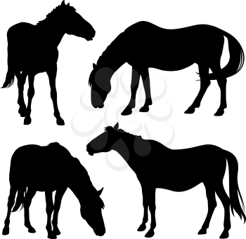 Vector silhouettes of horses isolated on white