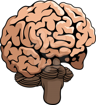 Vector illustration of Human brain isolated on white