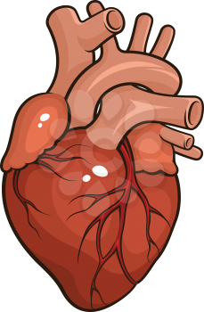 Vector illustration of a Human Heart isolated on a white background