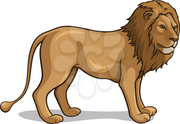 Vector illustration of an african lion isolated on white