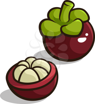 Vector illustration of a mangosteen isolated on white