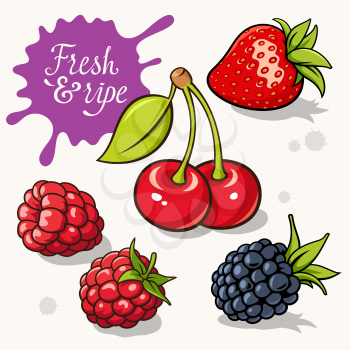 Set of berries. Vector illustrations of strawberry, blackberry, raspberry and cherry. Calligraphic inscription Fresh & ripe