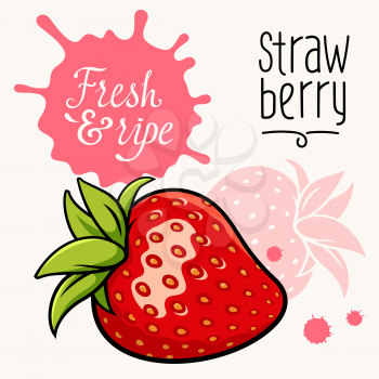Vector illustration of ripe juicy strawberry. Concept for a Farmers Market. Idea for the label design. Organic, local grown products