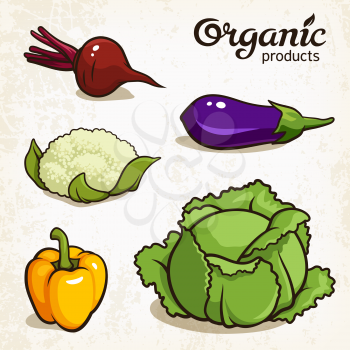 Vector illustration of vegetables: beetroot, eggplant, cauliflower, pepper, cabbage
