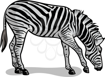 Vector illustration of zebra isolated on white. African wildlife
