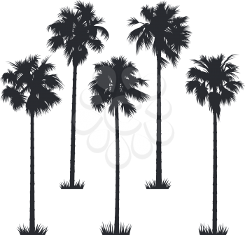 Tropical palm trees. Vector silhouettes isolated on white background. Hand drawn illustration of palm trees