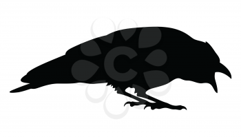 Silhouette of a black raven. Vector black white illustration
