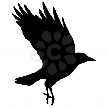 Silhouette of a flying black raven. Vector black white illustration