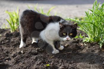 A beautiful black and white cat walks and plays on the territory of the house