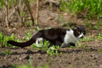 A beautiful black and white cat walks and plays on the territory of the house