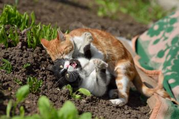 Two cats staged a fight in the home garden.