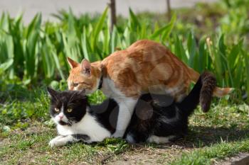 Two cats staged a fight in the home garden