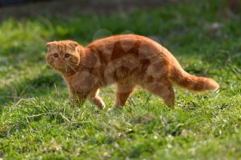 A beautiful ginger cat walks and plays on the territory of the house
