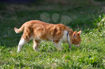 A beautiful ginger cat walks and plays on the territory of the house