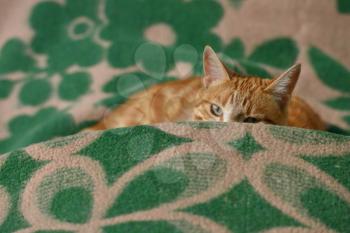 Red-haired cat lies on a plaid and spies