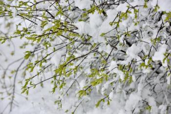 Beautiful branch with leaves under the snow in April