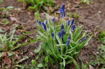 The first spring flowers of the muscari in the home garden
