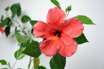 Beautiful and large flower of red hibiscus