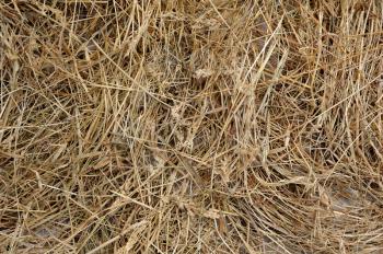 Dry and beautiful pure grass blank texture Yellow