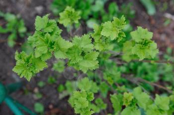 Young currant leaves in a home garden