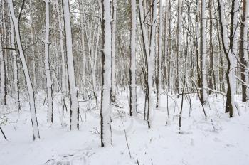 Beautiful coniferous forest after a snowstorm
