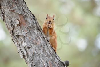 A very cute redhead squirrel sits on a tree. Red-haired squirrel beautiful, close-up on pine.