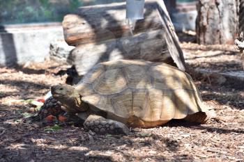 Adult turtle crawls on the ground with dry grass. Turtle in the zoo.