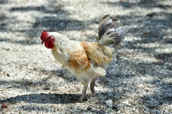 A white yellow rooster walks on the ground in search of food. Beautiful cock.
