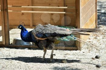 A beautiful blue peafowl walks in the zoo on the ground.