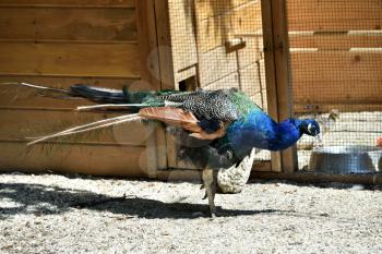 A beautiful blue peafowl walks in the zoo on the ground.