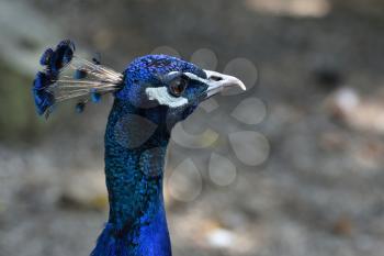 Portrait of a blue peafowl close-up at the zoo. peafowl with a tuft.