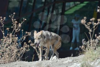 Gray wolf in the zoo. The wolf whose moult.