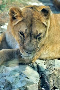 The lioness lies on the ground. Lioness lies in the zoo, shot through the glass fence.