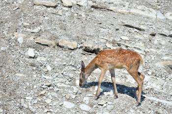A young deer walks the rocks in search of food. A fawn in the reserve.