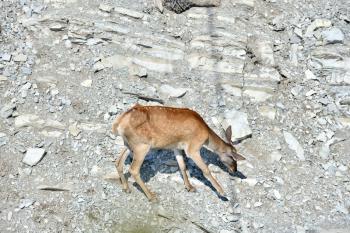 A young deer walks the rocks in search of food. A fawn in the reserve.