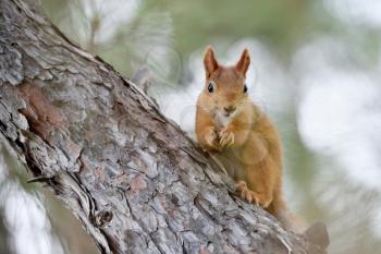 A very cute redhead squirrel sits on a tree. Red-haired squirrel beautiful, close-up on pine.