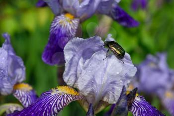 Green beetle eats iris after rain close up.